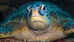 Sleeping turtle by Vladimir Chubenko 
